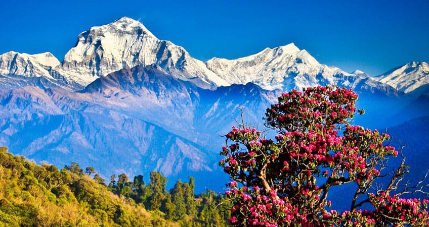 Ghorepani Poon Hill Trek hero view